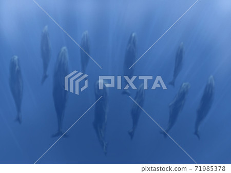 Background material: Image of a sperm whale standing and sleeping 71985378