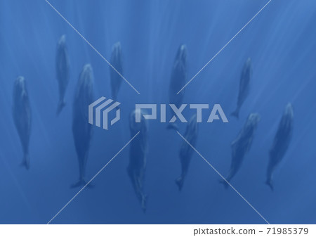 Background material: Bright image of a sperm whale standing and sleeping 71985379