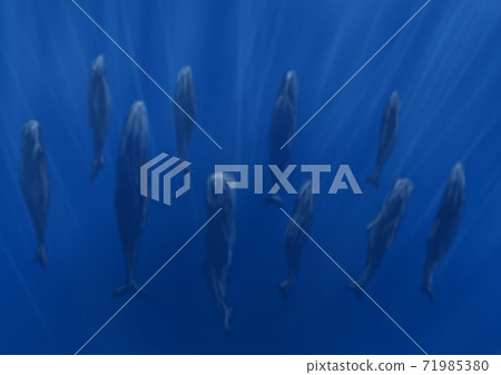 Background material: Image of a sperm whale standing and sleeping 71985380