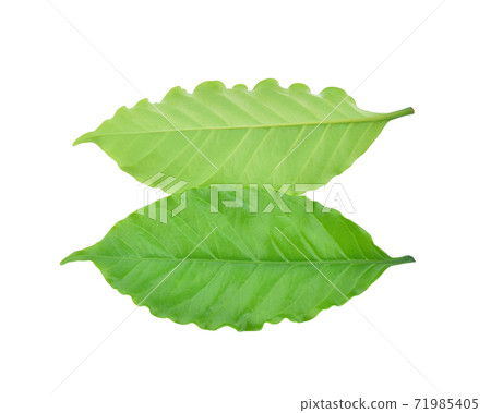 Arabica coffee leaf on a white background. 71985405