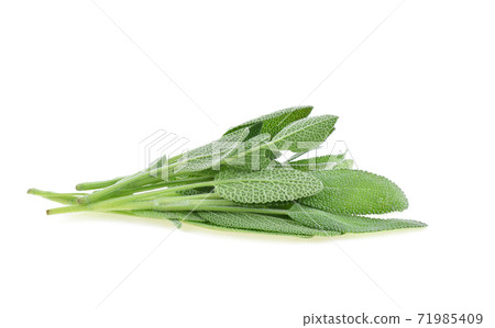 Sage herb isolated on white background 71985409