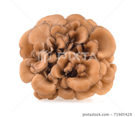 maitake mushrooms isolated on white background 71985429