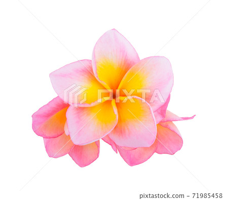 frangipani flower isolated on white background frangipani flower isolated on white background 71985458