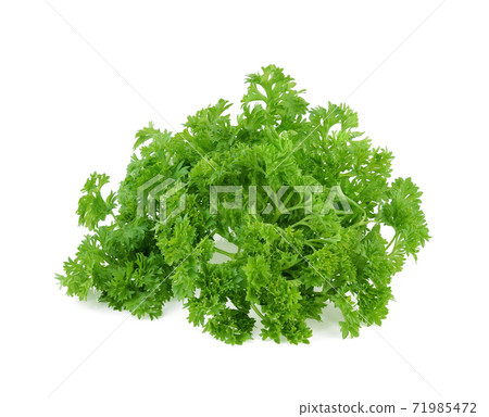 Parsley isolated on white background Parsley isolated on white background 71985472