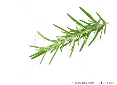 Rosemary isolated on white background 71985508