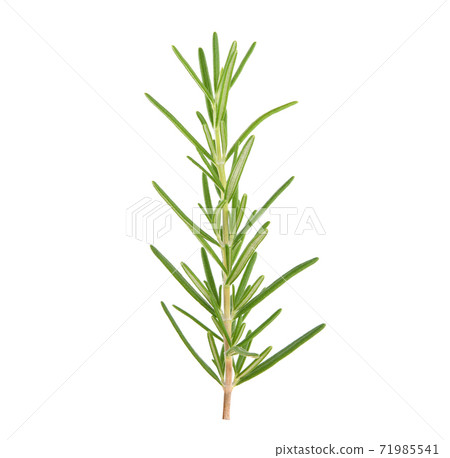 Rosemary isolated on white background Rosemary isolated on white background 71985541