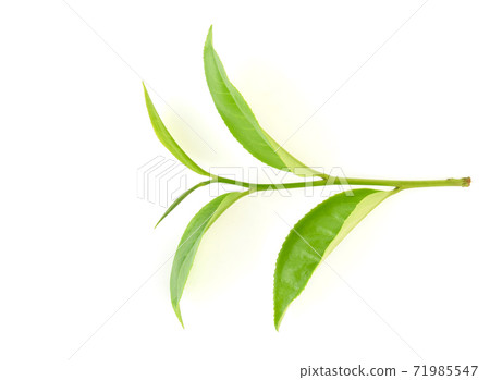 Top view of Green tea leaf isolated on white background Top view of Green tea leaf isolated on white background 71985547