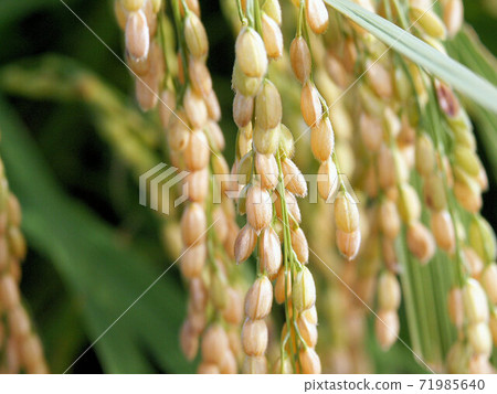 水稻種植11/17，成熟期，即將收穫 71985640