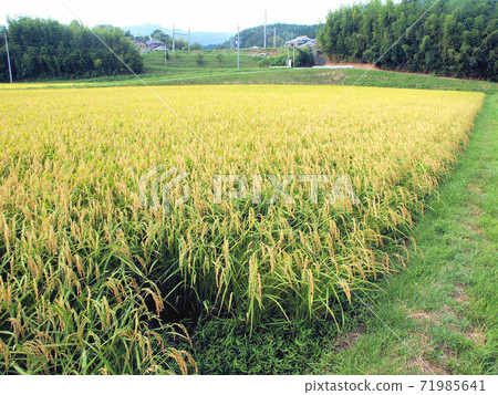 水稻栽培12/17片，成熟期，即將收穫 71985641