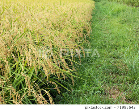 水稻栽培13/17片，成熟期，即將收穫 71985642