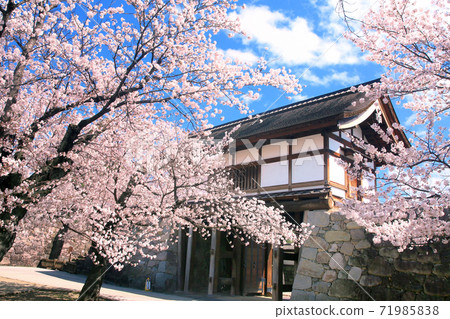 松下城堡的櫻花 松下城堡的櫻花 71985838