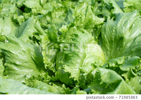Lettuce cultivation wet in the rain (October) Home garden Lettuce cultivation wet in the rain (October) Home garden 71985863