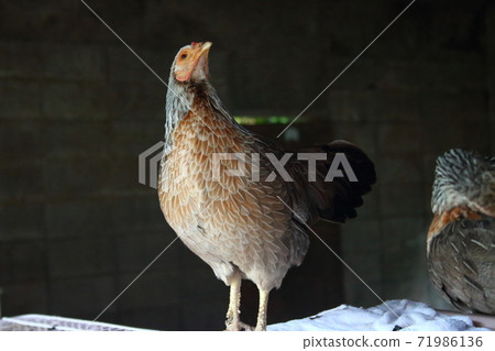 雞 71986136