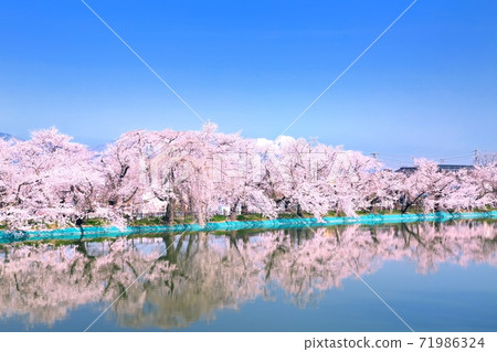 Ryoryu公園的櫻花 Ryoryu公園的櫻花 71986324