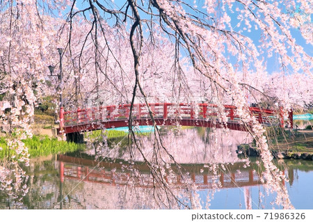 Ryoryu公園的櫻花 Ryoryu公園的櫻花 71986326