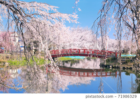 Ryoryu公園的櫻花 Ryoryu公園的櫻花 71986329