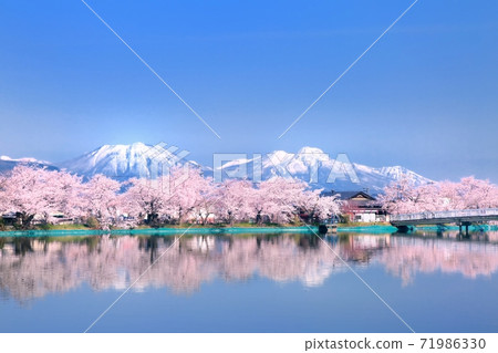 Cherry blossoms in Ryoryu Park Cherry blossoms in Ryoryu Park 71986330
