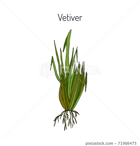 Vetiver aromatic and medicinal plant. Vetiver aromatic and medicinal plant. 71986475