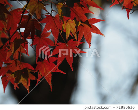 Seasonal change 71986636