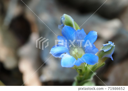 Fuderindou花 Fuderindou花 71986652