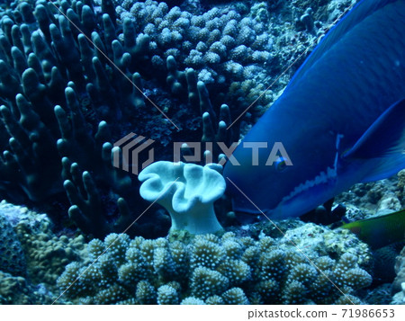 突額鸚嘴魚 突額鸚嘴魚 71986653