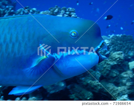 突額鸚嘴魚 71986654