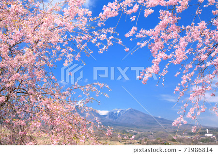 Sakura and Mt. Asama 71986814