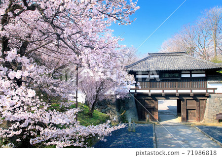 Cherry blossoms at Komoro Honkakoen 71986818