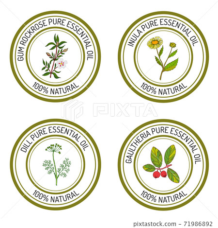 Set of essential oil labels gum rockrose, inula, dill, gaulther Set of essential oil labels gum rockrose, inula, dill, gaulther 71986892