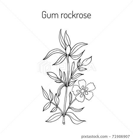 Gum rockrose - Cistus ladanifer 71986907