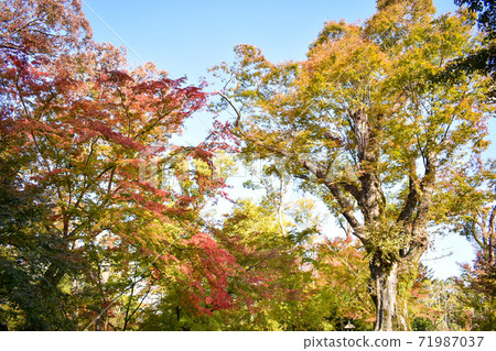 Kitano Tenmangu Shrine_Autumn leaves of Momijien Kitano Tenmangu Shrine_Autumn leaves of Momijien 71987037