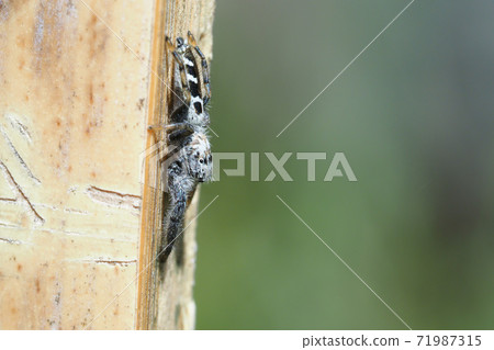 Jumping spider (male / sub-adult) Jumping spider (male / sub-adult) 71987315