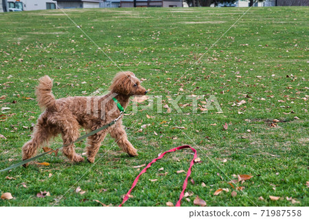 玩具貴賓犬在冬季公園發現枯葉 71987558