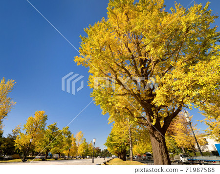 Tokyo, a row of ginkgo trees in the yellow leaves of Marunouchi Tokyo, a row of ginkgo trees in the yellow leaves of Marunouchi 71987588