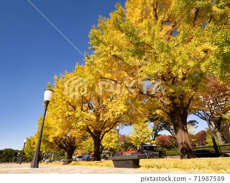 Tokyo, a row of ginkgo trees in the yellow leaves of Marunouchi 71987589