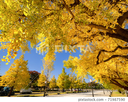 Tokyo, a row of ginkgo trees in the yellow leaves of Marunouchi 71987590