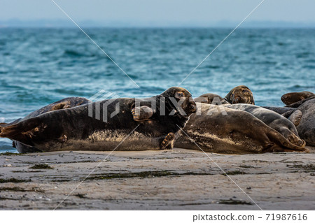 A harbor seal colony resting on a sandbank near the ocean. Picture from Falsterbo in Scania, Sweden 71987616
