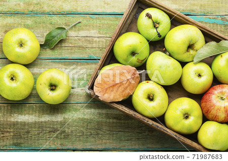 Harvest green apples 71987683