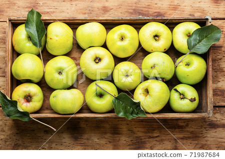 Harvest green apples 71987684