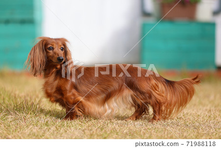 Dachshund playing in the garden 71988118