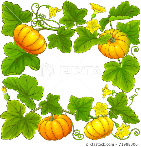pumpkin vector frame - Stock Illustration [71988306] - PIXTA