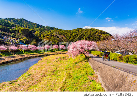 (Shizuoka Prefecture) Minami no Sakura and Rapeseed Flower Festival Kawazu Sakura in full bloom 71988423