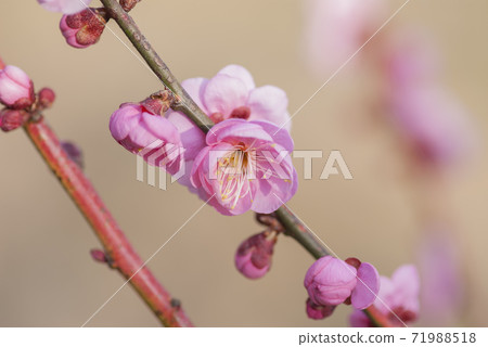 Ume Ume no Hana角色空間花瓣梅 Ume Ume no Hana角色空間花瓣梅 71988518