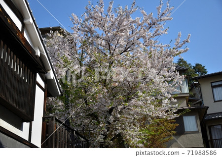 Pink tree Pink tree 71988586
