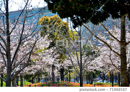 Pink park Pink park 71988587