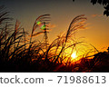 鈴木在夕陽的背景下在風中搖曳 71988613