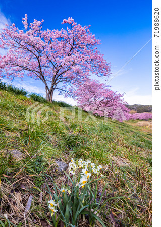 (Shizuoka Prefecture) Minami no Sakura and Rapeseed Flower Festival Kawazu Sakura in full bloom (Shizuoka Prefecture) Minami no Sakura and Rapeseed Flower Festival Kawazu Sakura in full bloom 71988620