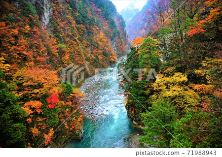 Autumn leaves in Kurobe gorge 71988943