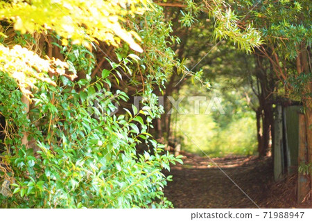 Tunnel in the forest 71988947