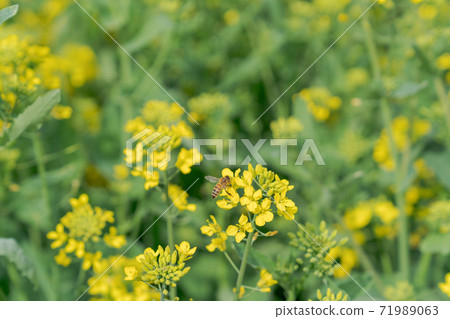 Bees sucking nectar from rape blossoms Bees sucking nectar from rape blossoms 71989063